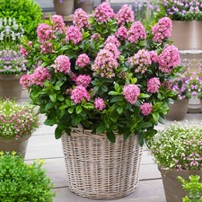 Escallonia laevis pink for sale  UK