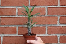 Euphorbia gottleibii for sale  Nazareth