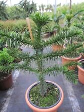Araucaria araucana andentanne gebraucht kaufen  Zetel