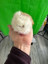 meerschweinchen plusch gebraucht kaufen meerschweinchen plusch gebraucht kaufen Aalen