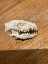 Hedgehog skull. taxidermy for sale  HARROGATE