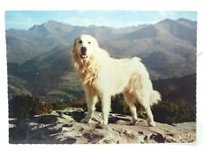 Lourdes beot pyrenean for sale  CLACTON-ON-SEA