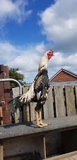 Shamo aseel mixed for sale  DURHAM