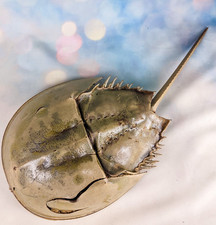 Damaged horseshoe crab for sale  Chattanooga
