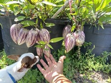 Purple pepino melon for sale  Brooksville