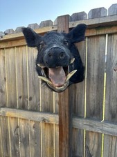 Vintage wild boar for sale  New Cumberland