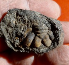 Pygidium trilobite massif d'occasion Pygidium trilobite massif d'occasion  Cuxac-d'Aude