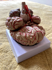 brain model for sale  BECKENHAM