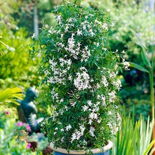 Jasminum starry starry for sale  UK