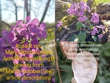 Silberblatt lunaria annua gebraucht kaufen  Langenfeld (Rheinland)
