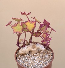 succulent garden for sale succulent garden for sale WALTON ON THE NAZE