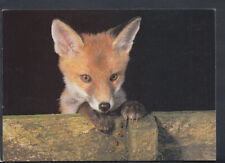 Animals postcard fox for sale  WATERLOOVILLE