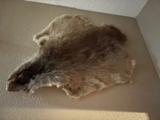 Beaver pelt for sale  Las Vegas