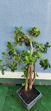 Crassula ovata tall for sale  Los Angeles