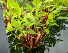 Red stem thalia for sale  Fairdale