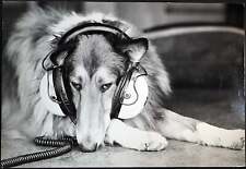 Vintage animali cane usato  Roma