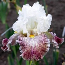 Iris thundering ovation usato  Bologna