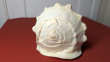 Large 7.5 queen for sale  La Crescenta
