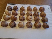 Schneckenhäuser weinbergschne gebraucht kaufen  Bernried