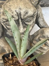 Aloe marlothii rare for sale  Phoenix