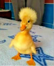 Crested duck fertile for sale  Lancaster