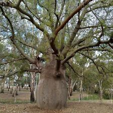 Queensland bottle tree for sale  Shipping to Ireland