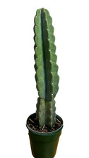 Rare huge tall for sale  Miami
