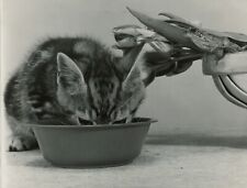 Chat grenouille suite d'occasion  Paris XI