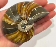 Fossil nautilus extra for sale  AYLESBURY