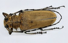 Cerambycidae apriona flavescen gebraucht kaufen  Wadern