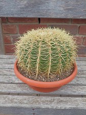 Echinocactus grusonii schwiege gebraucht kaufen  Visselhövede