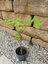 esche baum gebraucht kaufen esche baum gebraucht kaufen Coswig