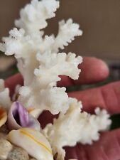 Coral natural sea for sale  WISHAW