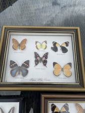Butterfly display for sale  CHATHAM