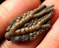 Small detailed crinoid for sale  BRISTOL