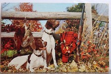 pheasant ring necked for sale pheasant ring necked for sale Wilmington