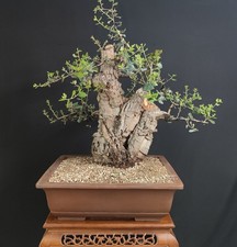 Pre bonsai esemplare usato  San Pancrazio Salentino