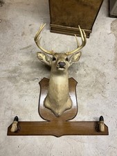 Whitetail deer shoulder for sale  Asheville