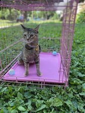 Petmate 2 door for sale  Milwaukee