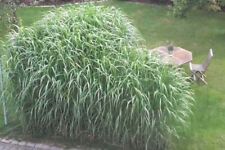 Miscanthus giganteus 160cm gebraucht kaufen  Dillingen a.d.Donau