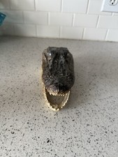Vintage crocodile taxidermy for sale  Graham