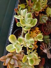 Crassula ovata variegata d'occasion  La Seyne-sur-Mer