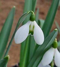Galanthus son gun for sale  FISHGUARD