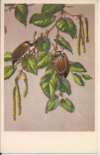 Besouros de maio em galho de árvore, animal, inseto, glitter década de 1910 comprar usado  Enviando para Brazil