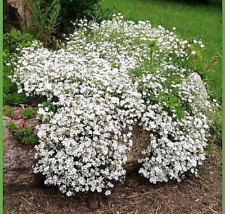 Gypsophila repens white for sale  READING