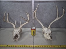 Pair wild whitetail for sale  Valley City