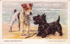 wire fox terrier for sale wire fox terrier for sale CROWBOROUGH