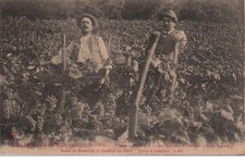 Chabeuil sale cuttings d'occasion  Expédié en Belgium
