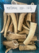 Red deer antler for sale  DORCHESTER
