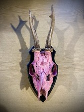 Real muntjac skull for sale  SPALDING